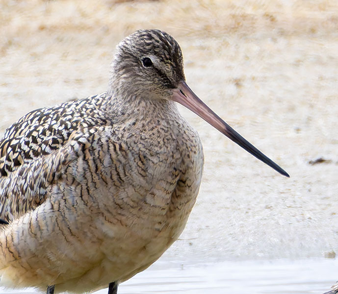 Marbled Godwit Limosa fedoa