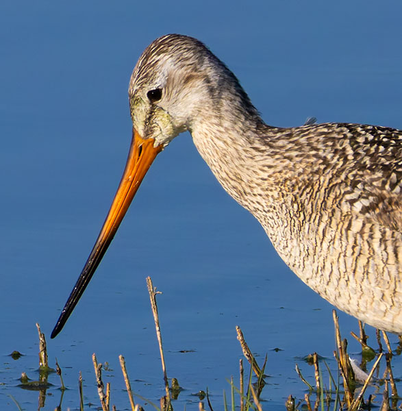 Marbled Godwit Limosa fedoa