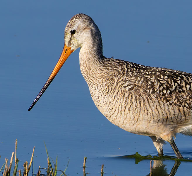 Marbled Godwit Limosa fedoa