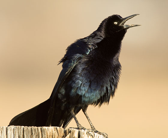 Great-tailed Grackle Quiscalus mexicanus