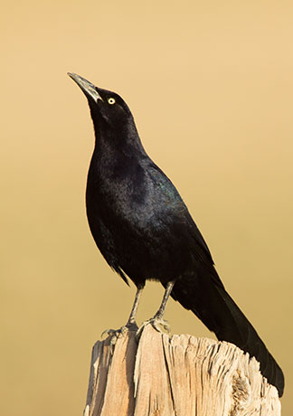 Great-tailed Grackle Quiscalus mexicanus