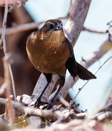 Great-tailed Grackle Quiscalus mexicanus