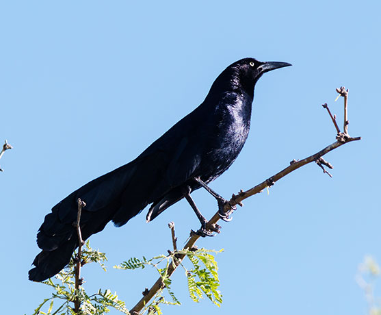 Great-tailed Grackle Quiscalus mexicanus