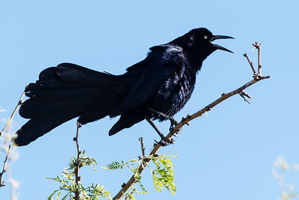 Great-tailed Grackle Quiscalus mexicanus