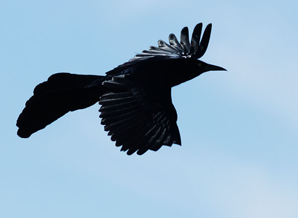 Great-tailed Grackle Quiscalus mexicanus