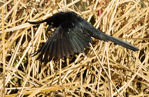Great-tailed Grackle Quiscalus mexicanus