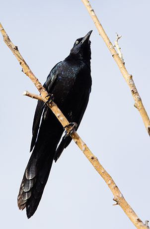 Great-tailed Grackle Quiscalus mexicanus