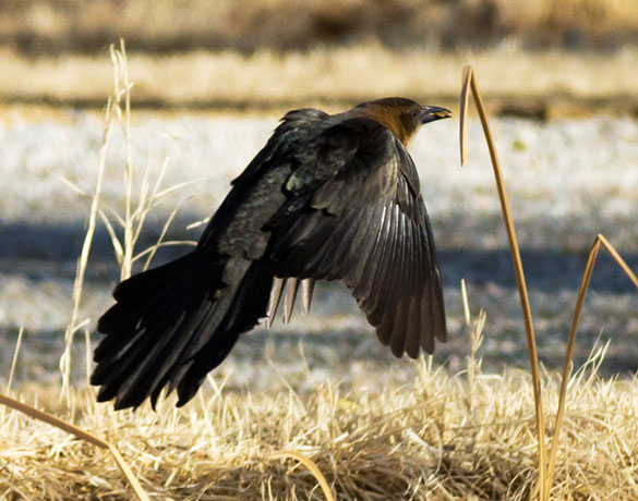Great-tailed Grackle Quiscalus mexicanus