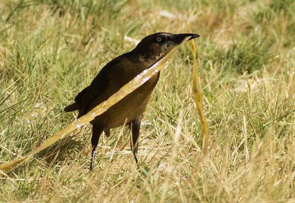 Great-tailed Grackle Quiscalus mexicanus
