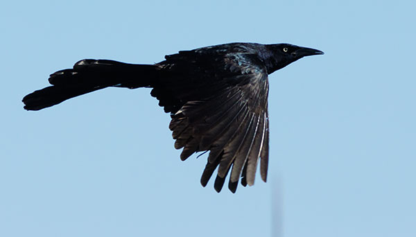Great-tailed Grackle Quiscalus mexicanus