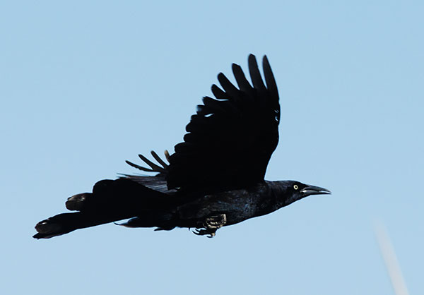 Great-tailed Grackle Quiscalus mexicanus