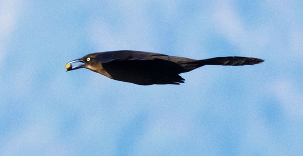 Great-tailed Grackle Quiscalus mexicanus