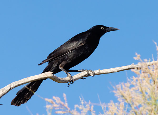 Great-tailed Grackle Quiscalus mexicanus