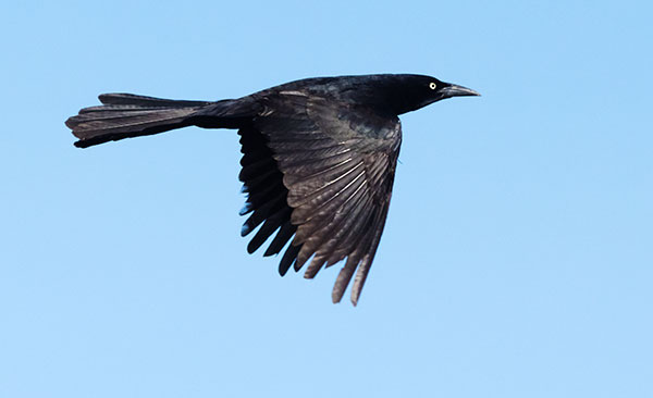 Great-tailed Grackle Quiscalus mexicanus