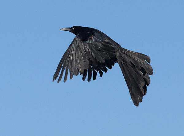 Great-tailed Grackle Quiscalus mexicanus
