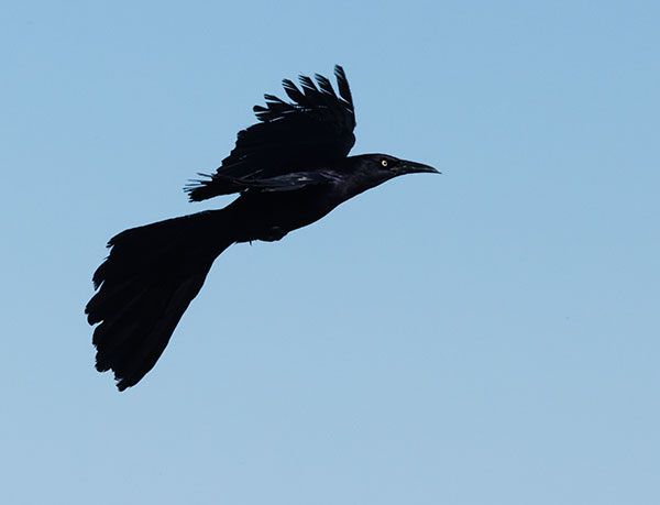Great-tailed Grackle Quiscalus mexicanus