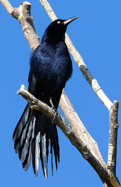 Great-tailed Grackle Quiscalus mexicanus