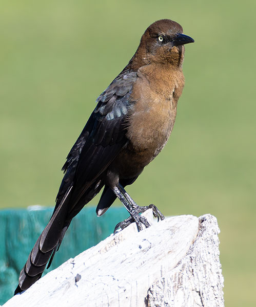 Great-tailed Grackle Quiscalus mexicanus