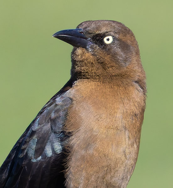 Great-tailed Grackle Quiscalus mexicanus