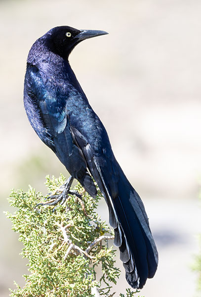 Great-tailed Grackle Quiscalus mexicanus