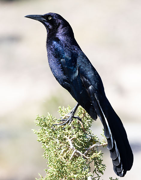 Great-tailed Grackle Quiscalus mexicanus
