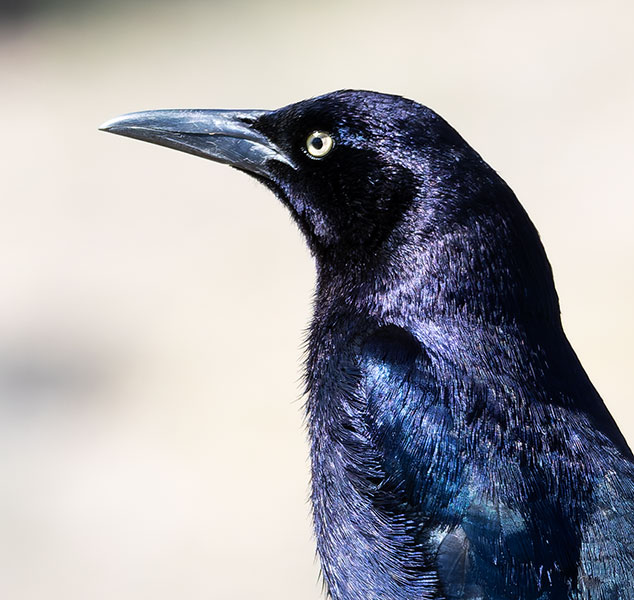 Great-tailed Grackle Quiscalus mexicanus