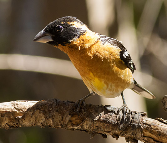 Black-headed Grosbeak Pheucticus melanocephalus