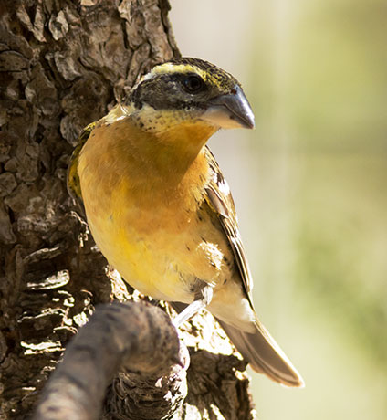 Black-headed Grosbeak Pheucticus melanocephalus