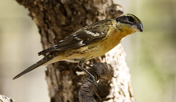Black-headed Grosbeak Pheucticus melanocephalus