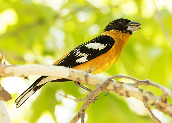 Black-headed Grosbeak Pheucticus melanocephalus