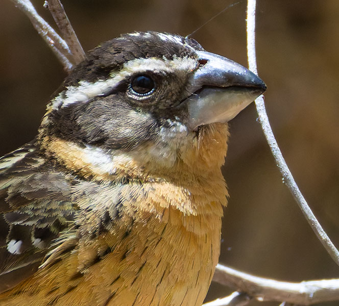 Black-headed Grosbeak Pheucticus melanocephalus