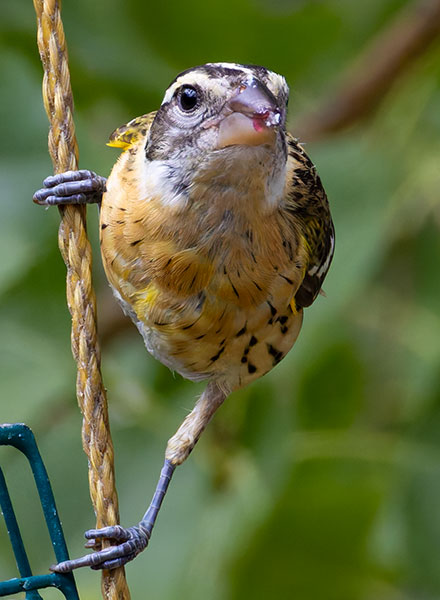 Black-headed Grosbeak Pheucticus melanocephalus
