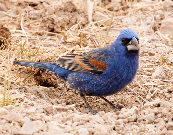Blue Grosbeak Passerina caerulea 