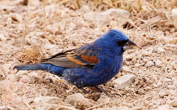 Blue Grosbeak Passerina caerulea 