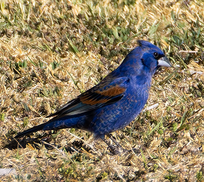 Blue Grosbeak Passerina caerulea 