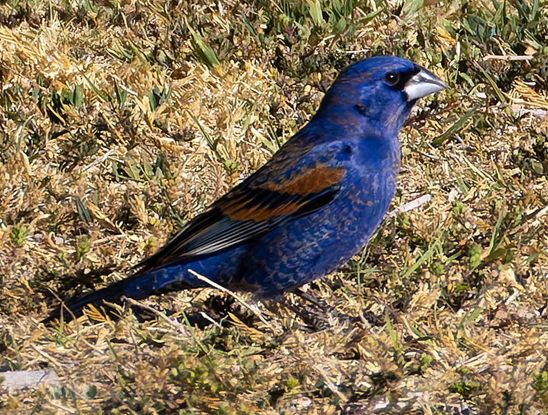 Blue Grosbeak Passerina caerulea 