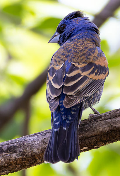 Blue Grosbeak Passerina caerulea 