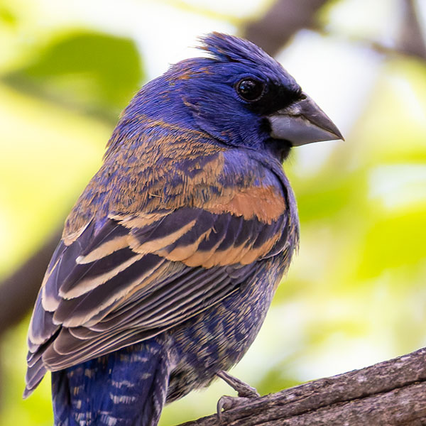Blue Grosbeak Passerina caerulea 