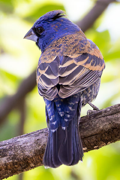 Blue Grosbeak Passerina caerulea 
