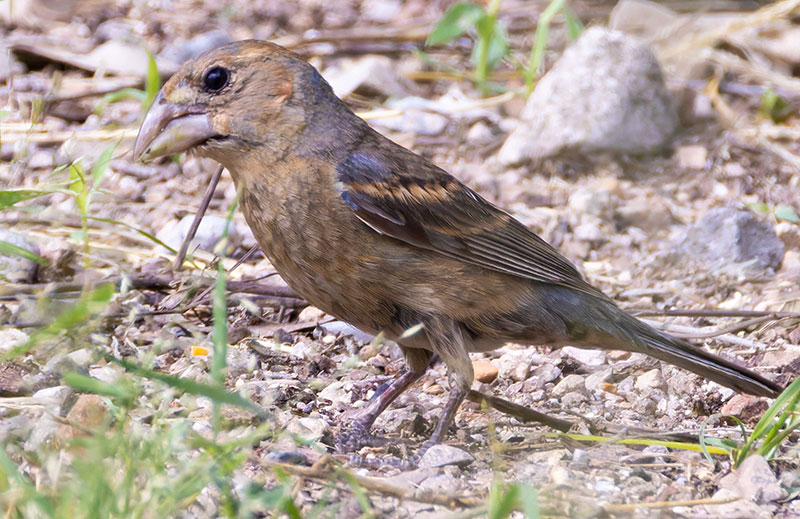 Blue Grosbeak Passerina caerulea 
