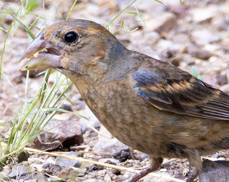 Blue Grosbeak Passerina caerulea 