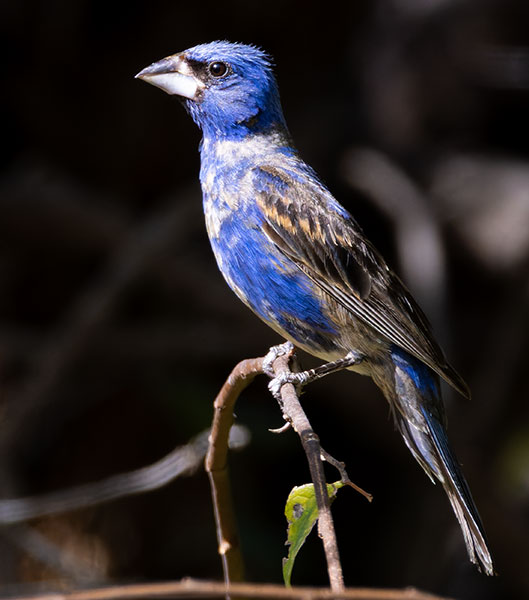 Blue Grosbeak Passerina caerulea 