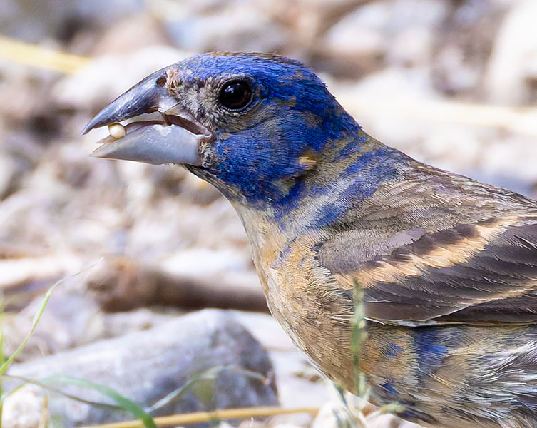 Blue Grosbeak Passerina caerulea 