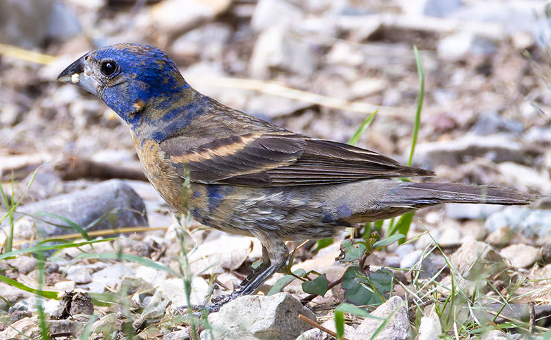 Blue Grosbeak Passerina caerulea 