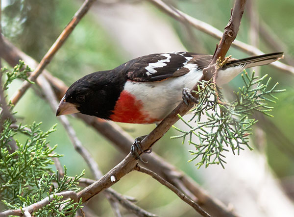 Rose-breasted Grosbeaks Pheucticus ludovicianus 