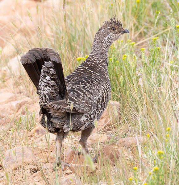 Dusky Grouse Dendragapus obscurus (formerly Blue Grouse)