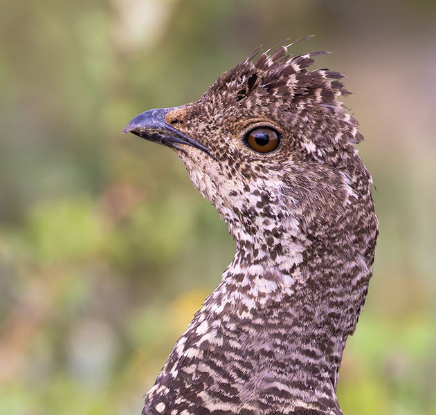 Dusky Grouse Dendragapus obscurus (formerly Blue Grouse)
