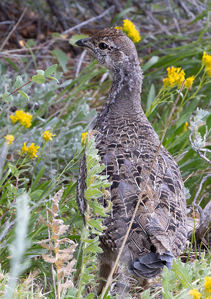 Dusky Grouse Dendragapus obscurus (formerly Blue Grouse)