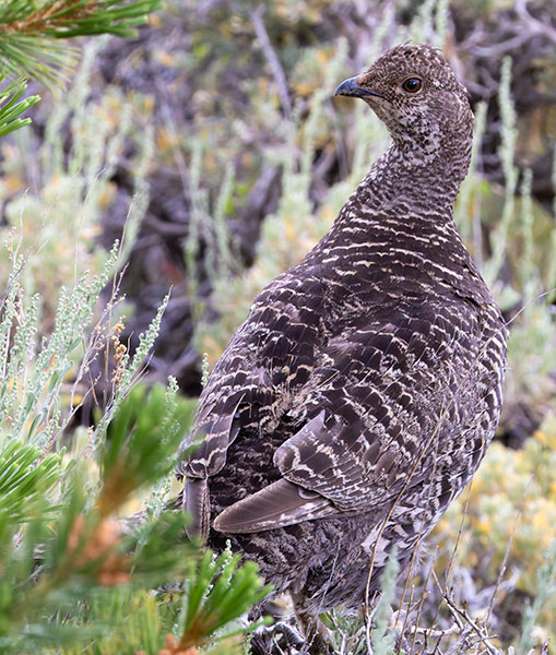 Dusky Grouse Dendragapus obscurus (formerly Blue Grouse)