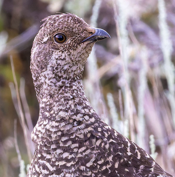Dusky Grouse Dendragapus obscurus (formerly Blue Grouse)